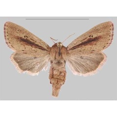 /filer/webapps/moths/media/images/E/elgonensis_Sciomesa_PTF_MNHNa.jpg