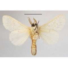 /filer/webapps/moths/media/images/D/decorata_Desmeocraera_A_MGCLb_01.JPG