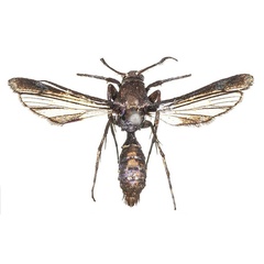 /filer/webapps/moths/media/images/G/gansoni_Similipepsis_HT_COGMa.jpg