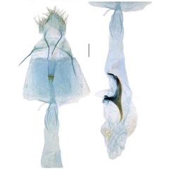 /filer/webapps/moths/media/images/C/crux_Telamoptilia_GFHT_RBINS.jpg