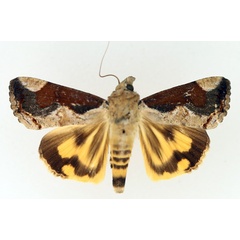 /filer/webapps/moths/media/images/R/rostrata_Hypocala_AF_TMSA_02.jpg