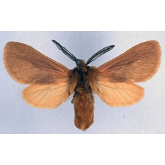 /filer/webapps/moths/media/images/L/lindemannae_Metarctia_PT_ZSM_01.jpg