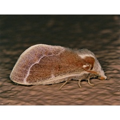 /filer/webapps/moths/media/images/P/polydora_Streblote_A_Roland_01.jpg
