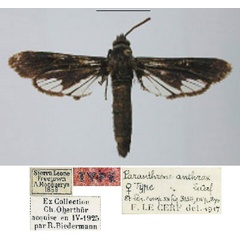 /filer/webapps/moths/media/images/A/anthrax_Paranthrene_HT_MNHN.jpg