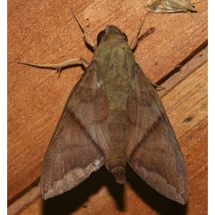 /filer/webapps/moths/media/images/A/aequivalens_Nephele_A_Klimsa.jpg