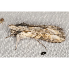/filer/webapps/moths/media/images/N/nigrilinea_Cucullia_A_Heyns_02.JPG