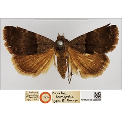 /filer/webapps/moths/media/images/H/hemipolia_Ozarba_HT_NHMUK.jpg