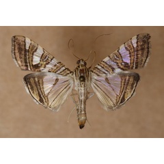 /filer/webapps/moths/media/images/S/stolalis_Glyphodes_A_Butler_02.jpg