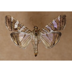 /filer/webapps/moths/media/images/S/stolalis_Glyphodes_A_Butler_02.jpg