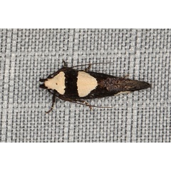 /filer/webapps/moths/media/images/A/antileuca_Thymosopha_A_Heyns_03.JPG