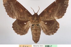 Mimopacha rotundata