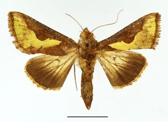/filer/webapps/moths/media/images/O/orichalcea_Thysanoplusia_AF_Basquin.jpg