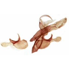 /filer/webapps/moths/media/images/S/simplex_Acrapex_GMHT_TMSA_3770.jpg