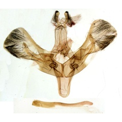 /filer/webapps/moths/media/images/L/lamottei_Saaluncifera_GMHT_MNHN_443.jpg