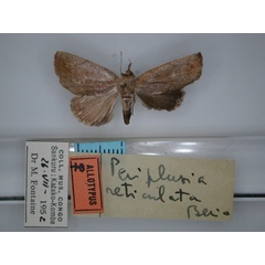 /filer/webapps/moths/media/images/R/reticulata_Periplsia_AT_RMCA_01.jpg