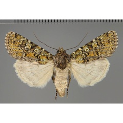 /filer/webapps/moths/media/images/O/oliveata_Agrotis_AM_Fiebig_02.jpg