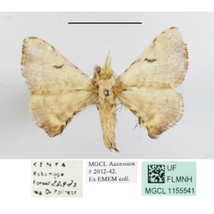 /filer/webapps/moths/media/images/O/obliquisigna_Racinoa_A_MGCL_03.JPG