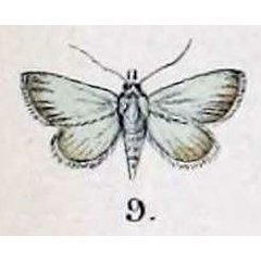 /filer/webapps/moths/media/images/B/bulla_Anthophila_HT_Swinhoe_47_9.jpg