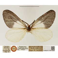 /filer/webapps/moths/media/images/M/melanoleuca_Staphylinochrous_HT_NHMUK.jpg
