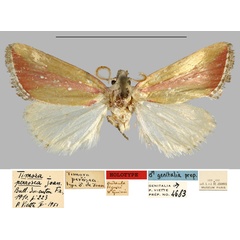 /filer/webapps/moths/media/images/P/perrosea_Timora_HT_MNHN.jpg