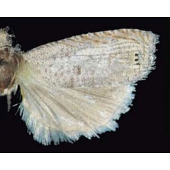 /filer/webapps/moths/media/images/P/psamminitis_Fulcrifera_AM_Trematerra.jpg