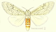 /filer/webapps/moths/media/images/T/tessmanni_Dasychira_HT_Hering_24b.jpg
