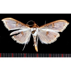 /filer/webapps/moths/media/images/M/metallata_Palpita_AM_Poltavsky.jpg