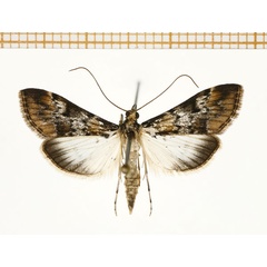 /filer/webapps/moths/media/images/M/mesoleucalis_Paschiodes_A_DePrins.jpg