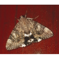/filer/webapps/moths/media/images/C/catella_Achaea_A_Roland_01_Xi5xj0T.jpg