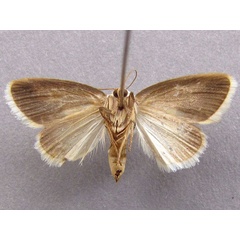 /filer/webapps/moths/media/images/L/luminosa_Negeta_A_Baron_02.jpg