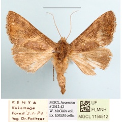 /filer/webapps/moths/media/images/A/aspila_Thusanoplusia_A_MGCLa_01.JPG
