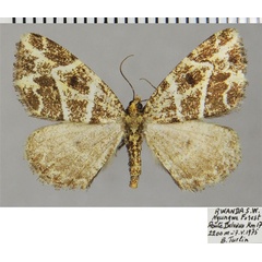 /filer/webapps/moths/media/images/P/prouti_Xylopteryx_AM_ZSMa.jpg
