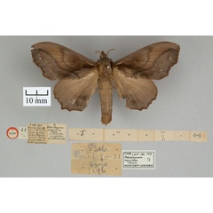 /filer/webapps/moths/media/images/N/nigricans_Odontogama_STF_OUMNH_01.jpg