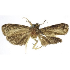/filer/webapps/moths/media/images/S/sciara_Sambara_HT_RMCA.jpg