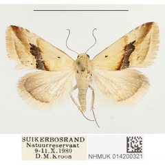 /filer/webapps/moths/media/images/A/angustizona_Eublemma_PTM_BMNH.jpg