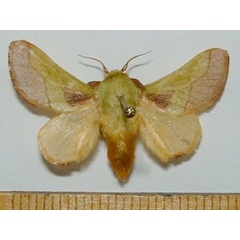 /filer/webapps/moths/media/images/L/latistriga_Latoia_A_Mateke.jpg
