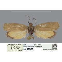 /filer/webapps/moths/media/images/R/rufiventris_Gymnogramma_AF_NHMUK.jpg