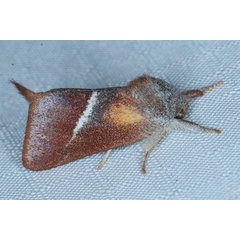/filer/webapps/moths/media/images/L/limacodina_Clostera_A_Heyns_01.JPG