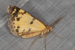 Acanthovalva focularia