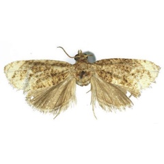 /filer/webapps/moths/media/images/T/taitana_Taiteccopsis_HT_RMCA.jpg