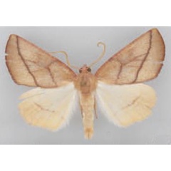 /filer/webapps/moths/media/images/P/perlineata_Terpnostola_HT_TMSA.jpg