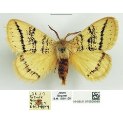 /filer/webapps/moths/media/images/P/punctulata_Phiala_AM_NHMUK_01.jpg