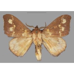 /filer/webapps/moths/media/images/R/romy_Hapsimachogonia_HT_Mueller.jpg