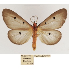 /filer/webapps/moths/media/images/F/fumipennis_Soloe_AM_TMSA_02.jpg