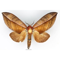 /filer/webapps/moths/media/images/T/tosta_Aoba_AF_Basquin_02.jpg