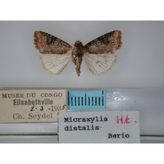 /filer/webapps/moths/media/images/D/distalis_Micraxylia_HT_RMCA_02.jpg