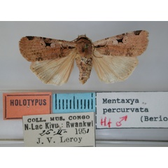 /filer/webapps/moths/media/images/P/percurvata_Mentaxya_HT_RMCA.jpg