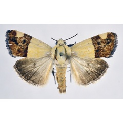 /filer/webapps/moths/media/images/H/hemixanthia_Acontia_AM_NHMO.jpg