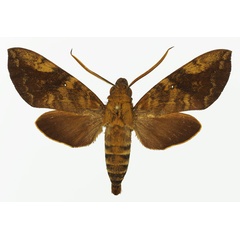 /filer/webapps/moths/media/images/M/monostigma_Nephele_AM_Basquin_01a.jpg