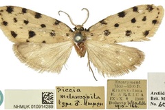 Siccia melanospila
